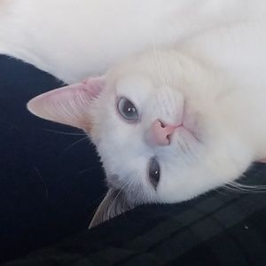 Meet your Posher, Frances